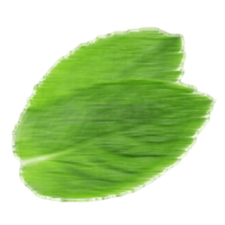 Leaf